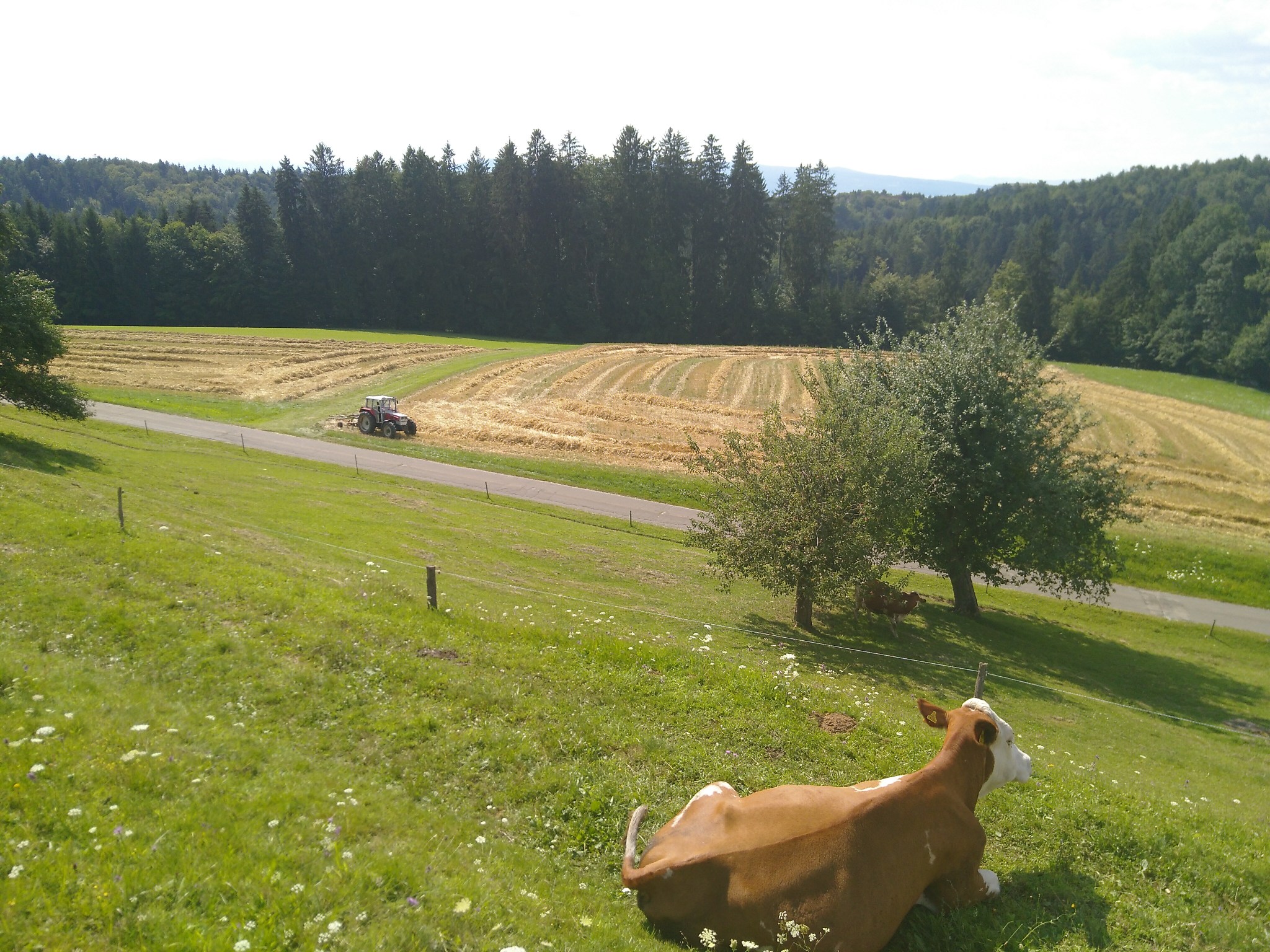 Getreideernte (4)