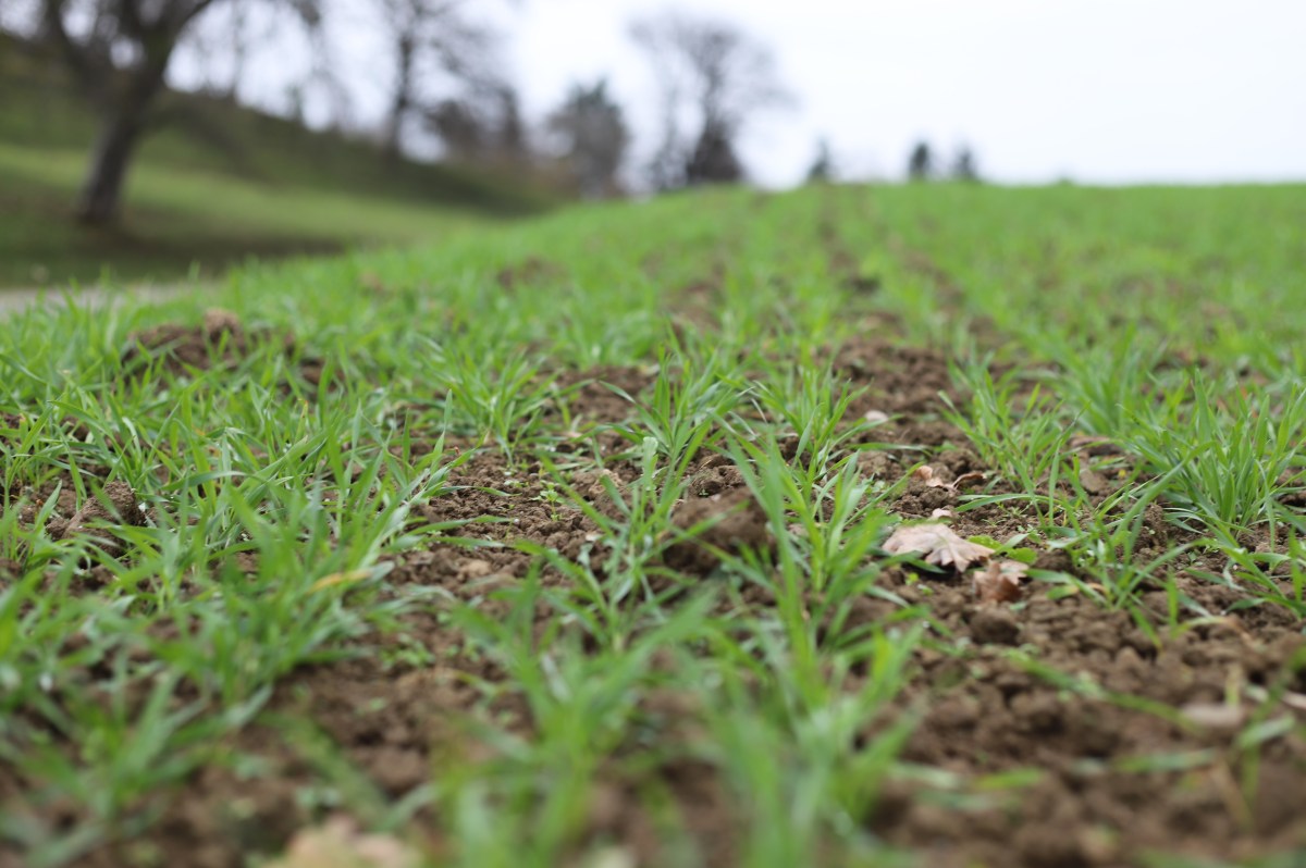Die Herbstarbeit am&nbsp;Feld.