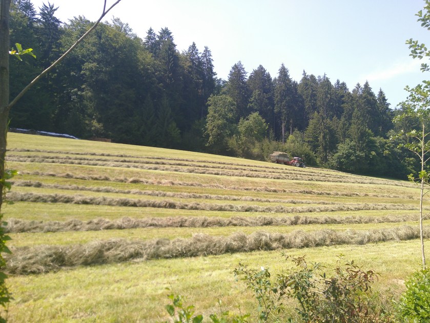 Heuernte