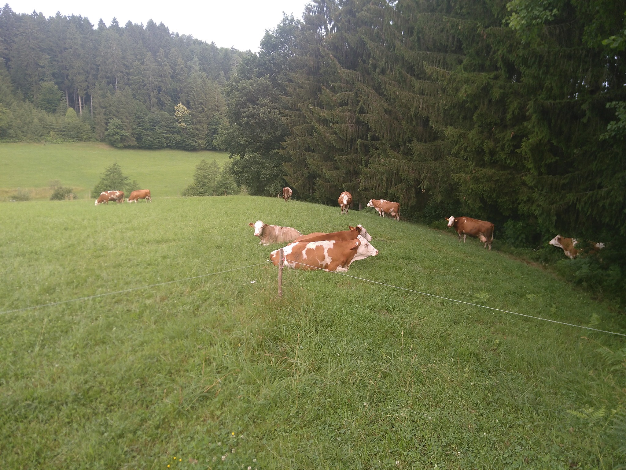 Kühe grasen außerhalb des Zauns