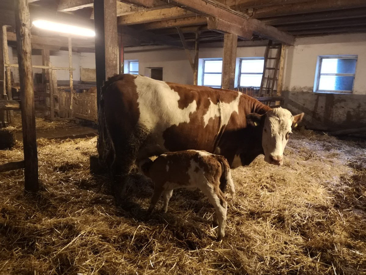 Wenn das Kalb bei der Kuh bleiben&nbsp;darf.